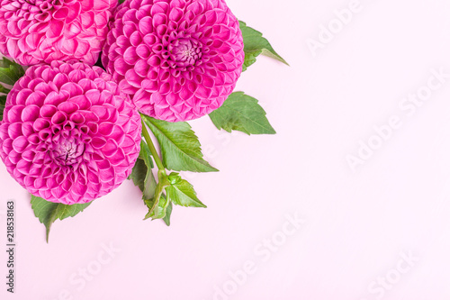 Fototapeta Naklejka Na Ścianę i Meble -  Dahlia ball-barbarry flowers with green leaves and buds - top view on pink bright summer blooms.