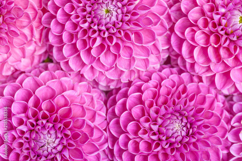 Fototapeta Naklejka Na Ścianę i Meble -  Dahlia ball-barbarry flowers background - top view on violet bright summer blooms.