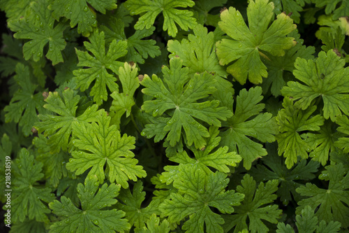 Green leaves as a background( Geranium, Crane's-bill)