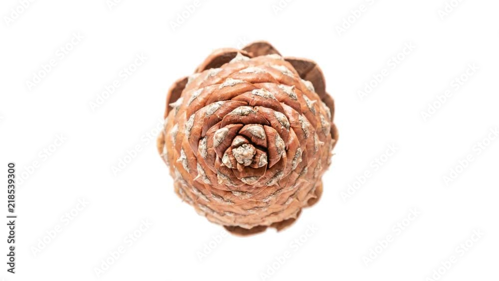 Pine Cone Opening Pine Cone Opening