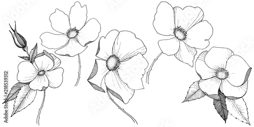 Wild rose in a vector style isolated. Full name of the plant: rose. Vector flower for background, texture, wrapper pattern, frame or border.