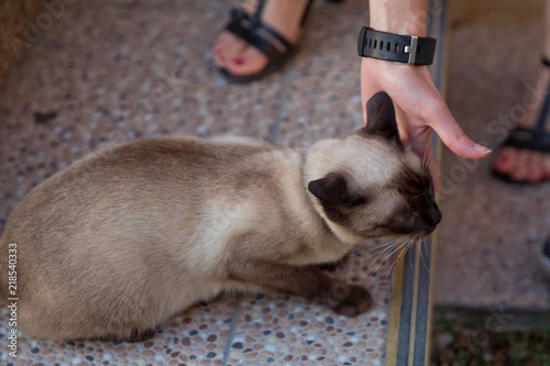 Siamese Cats . The woman catches the Siamese cat . The female cat plays