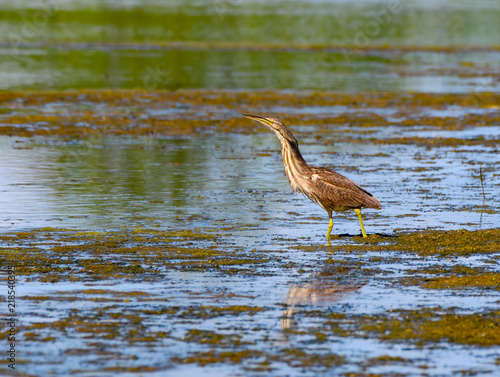 American Bittern Foraging on the Pond photo