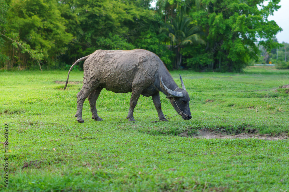 Fototapeta premium Wildlife Buffalo muddy body