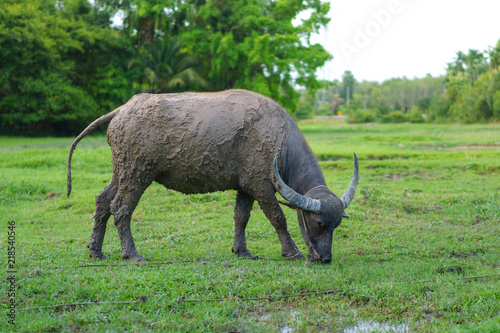 Wildlife Buffalo muddy body