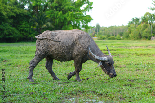 Wildlife Buffalo muddy body