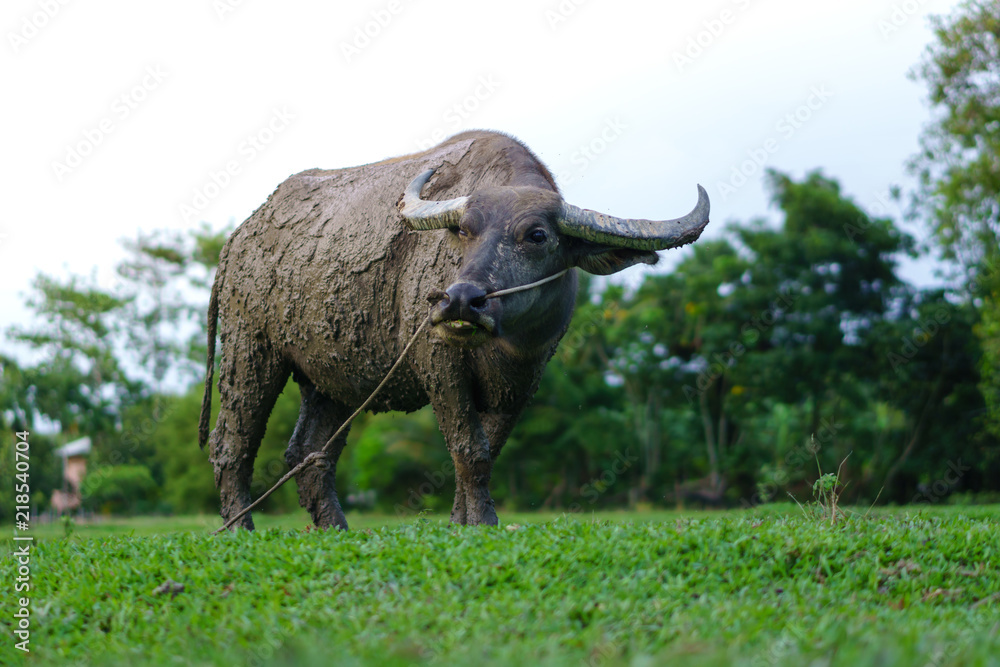 Fototapeta premium Wildlife Buffalo muddy body