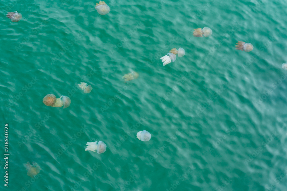 Jellyfishes Swimming In The Sea Jellyfishes Swimming In The Sea