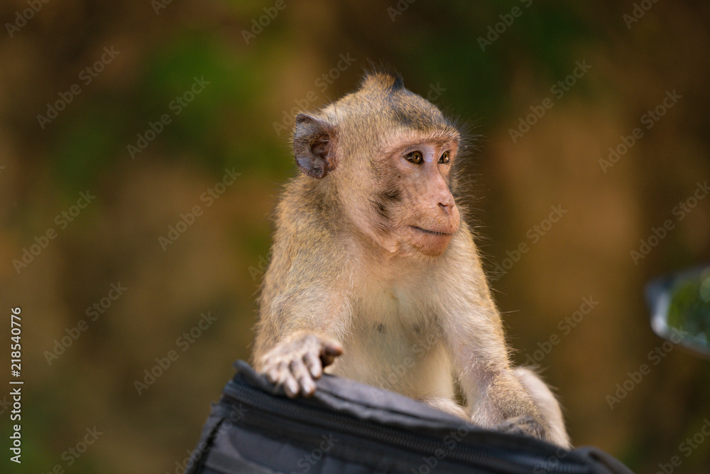monkey in public park. monkey in public park.