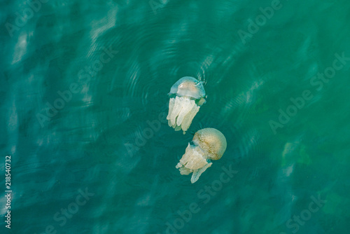Jellyfishes Swimming In The Sea