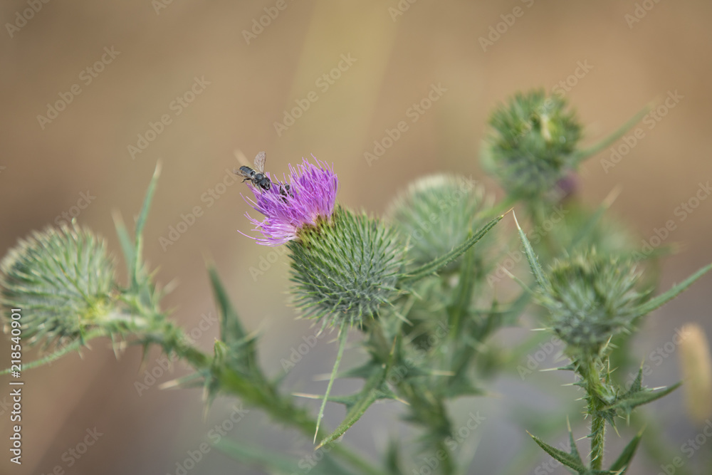 bee on thistle flower bee on thistle flower