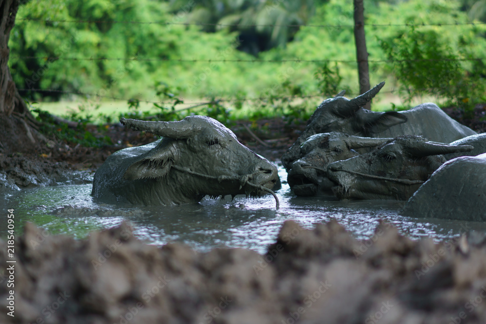 Wildlife Buffalo muddy body in the muddy place. Wildlife Buffalo muddy body in the muddy place.