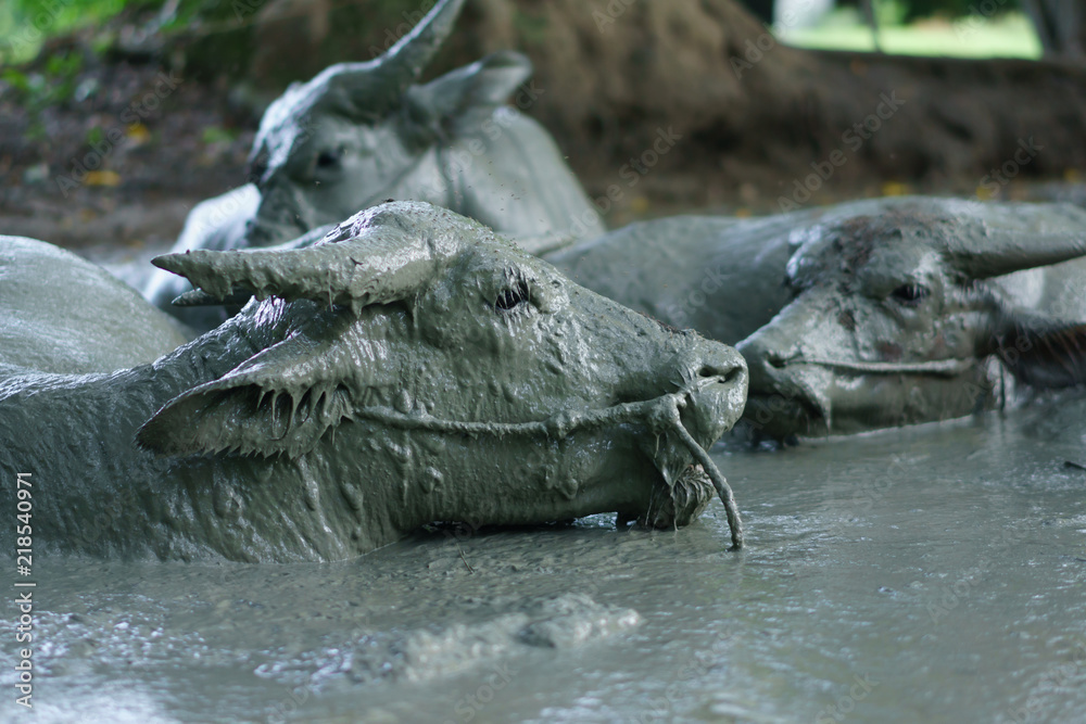 Fototapeta premium Wildlife Buffalo muddy body in the muddy place.