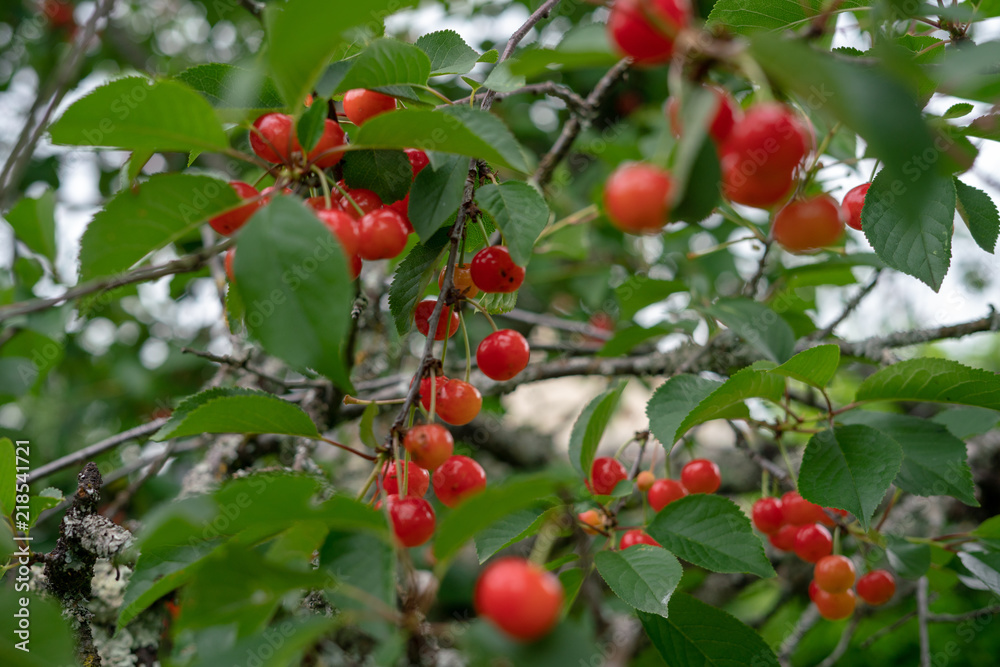 Cherry picking season, red cherries natural Cherry picking season, red cherries natural