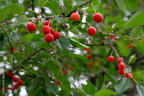 Cherry picking season, red cherries natural