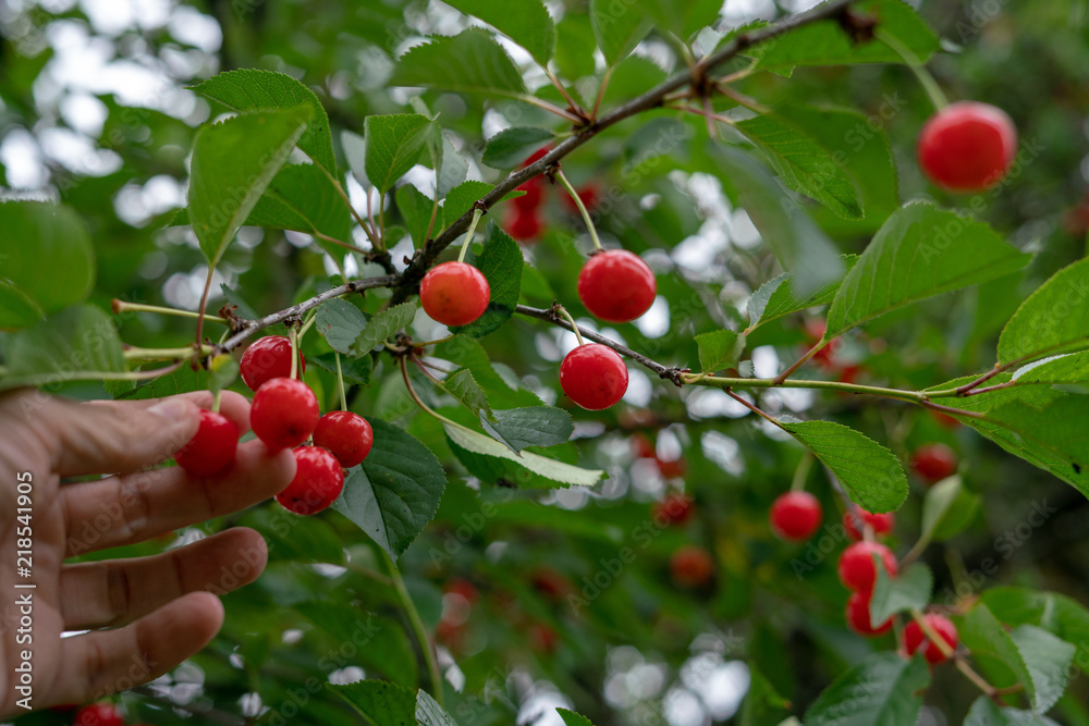Cherry picking season, red cherries natural