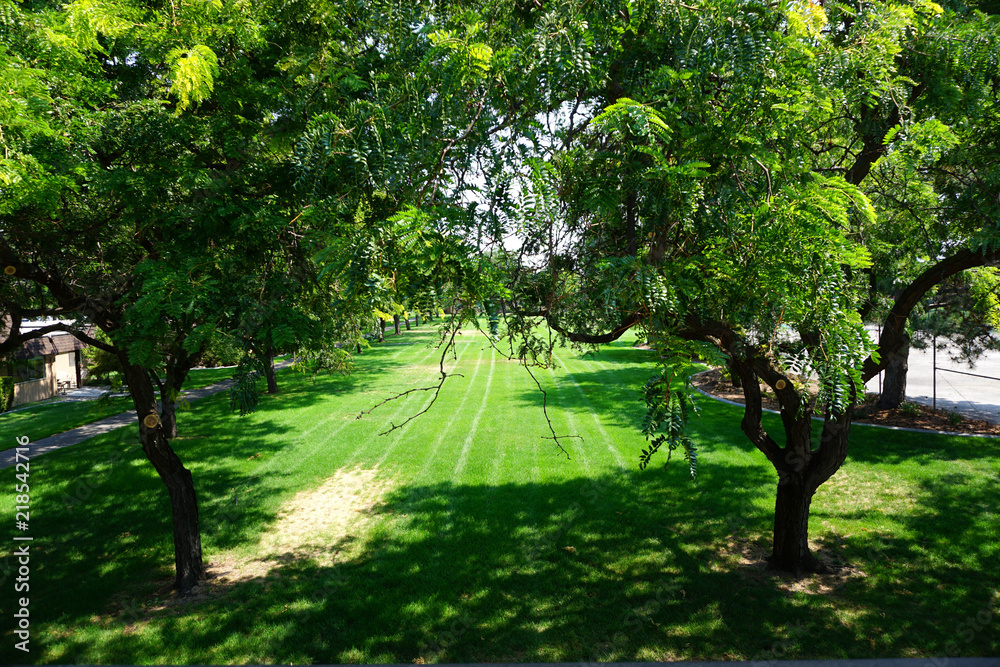 Naklejka premium green park with trees and lawn