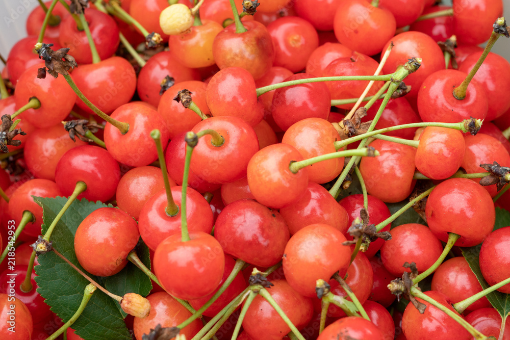 Cherry picking season, red cherries natural Cherry picking season, red cherries natural