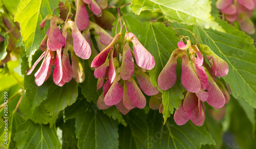 Seed of Amur maple, Acer ginnala