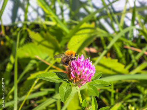 Bumblebee collects nectar from clover