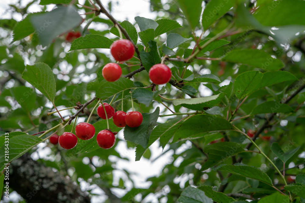 Cherry picking season, red cherries natural Cherry picking season, red cherries natural