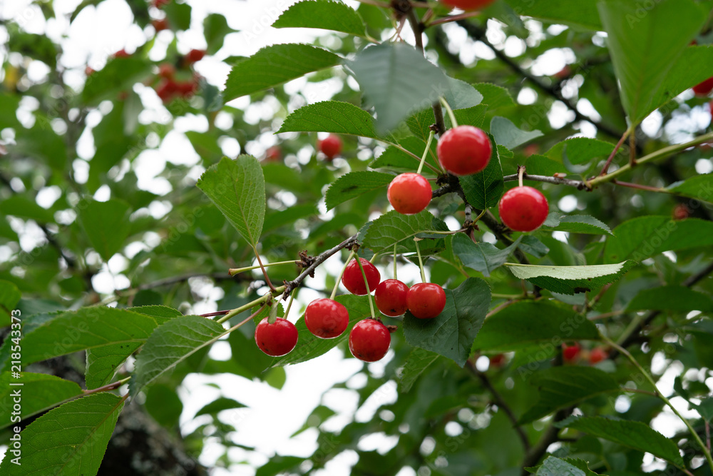 Cherry picking season, red cherries natural