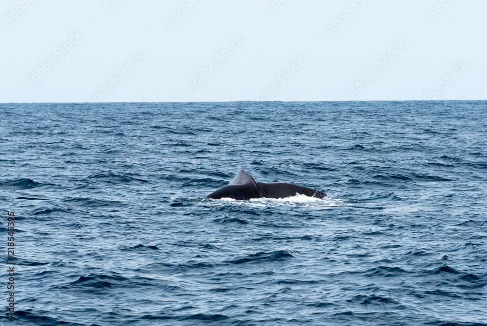 Fototapeta premium Baleine Antilles