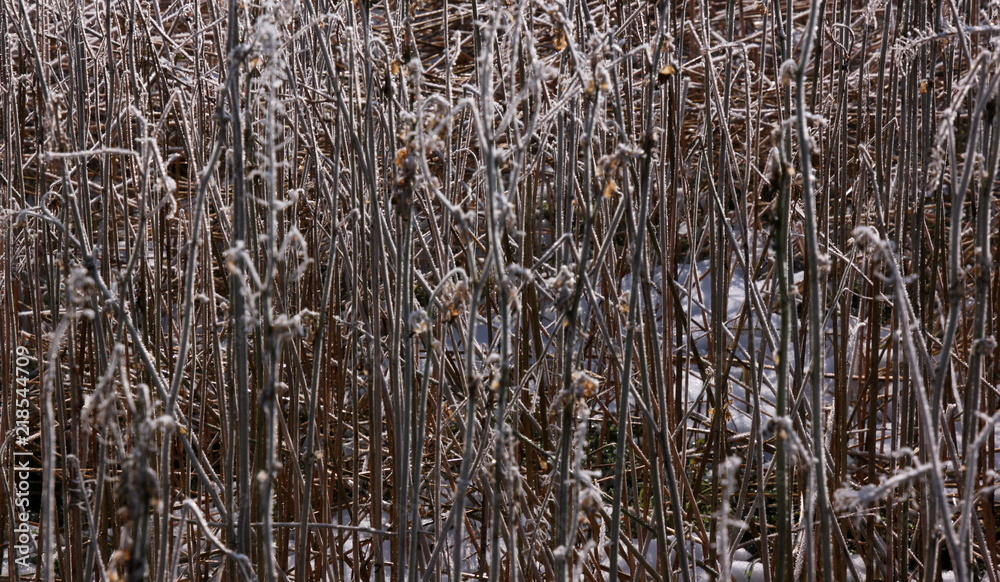 Texture of the last year's herbs in the winter