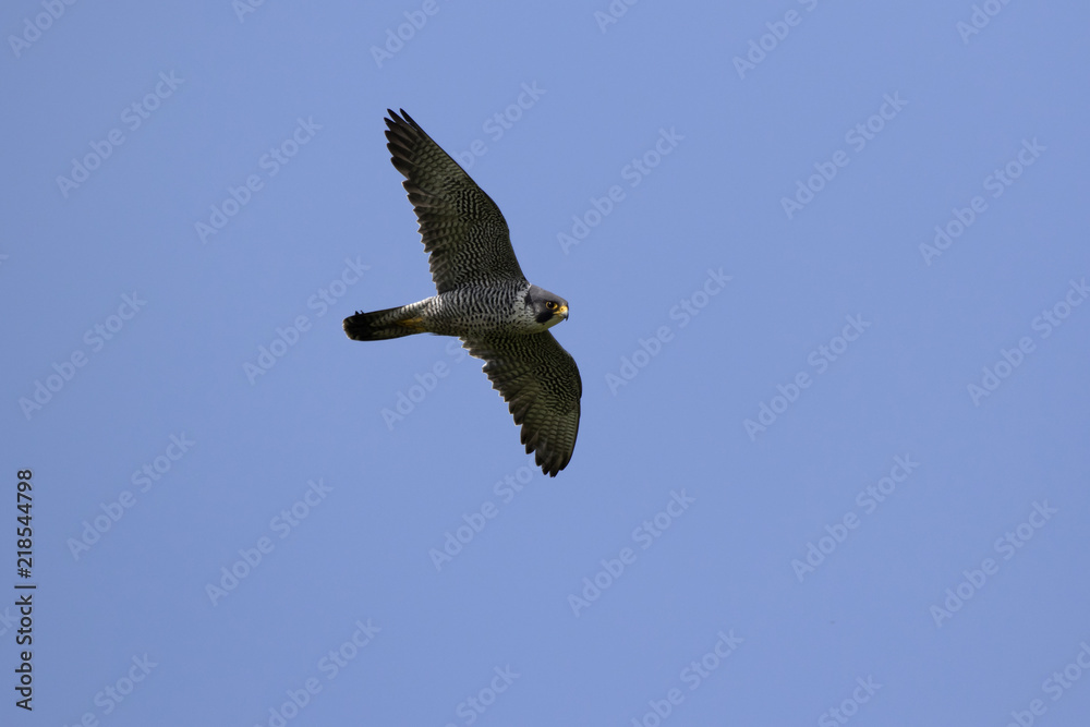 Falcon Flying In Sky