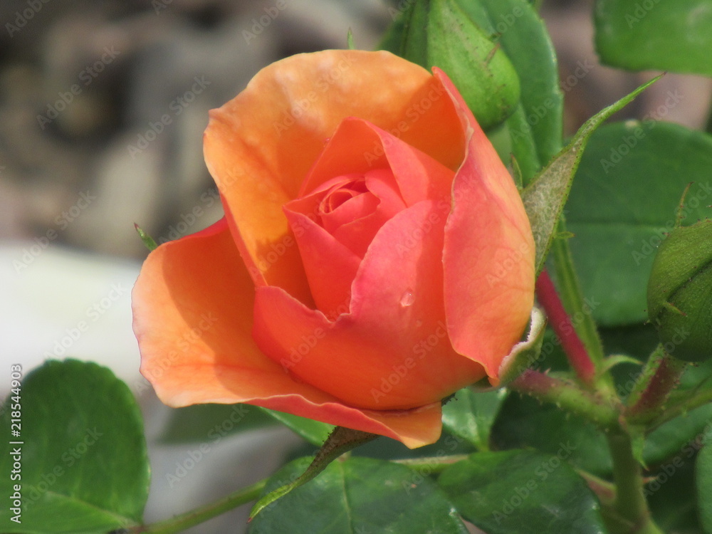zauberhafte Rose, orange