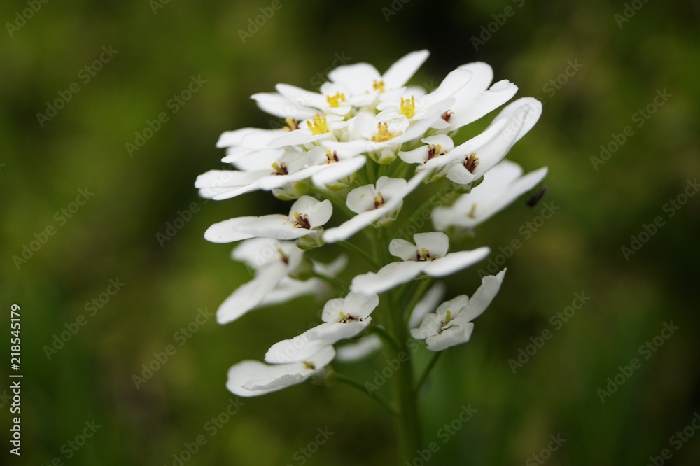 Schöne Blumen Schöne Blumen