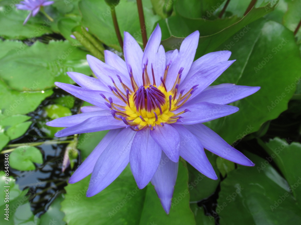 wunderschöne Seerose, Blume, Blüte wunderschöne Seerose, Blume, Blüte