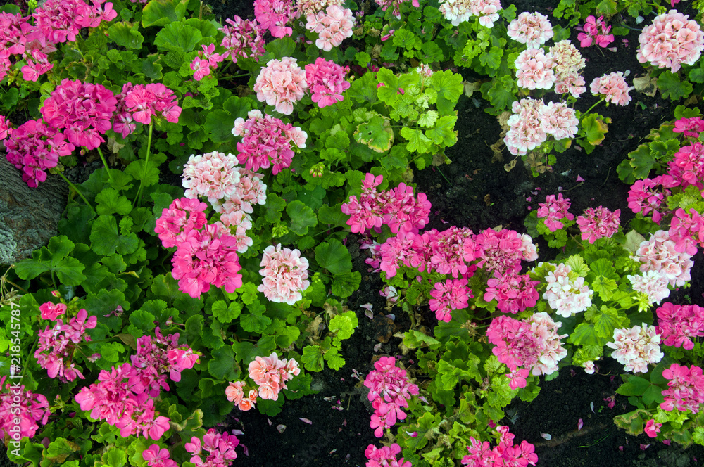 White and pink geranium with grean leaves