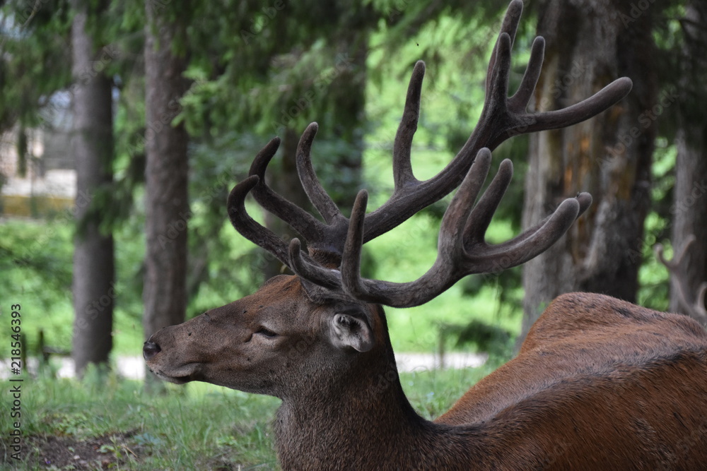 Hirsch Hirsch