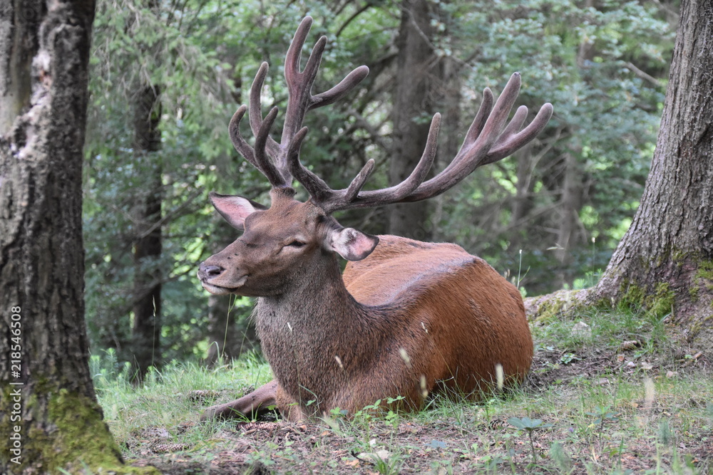 Hirsch Hirsch