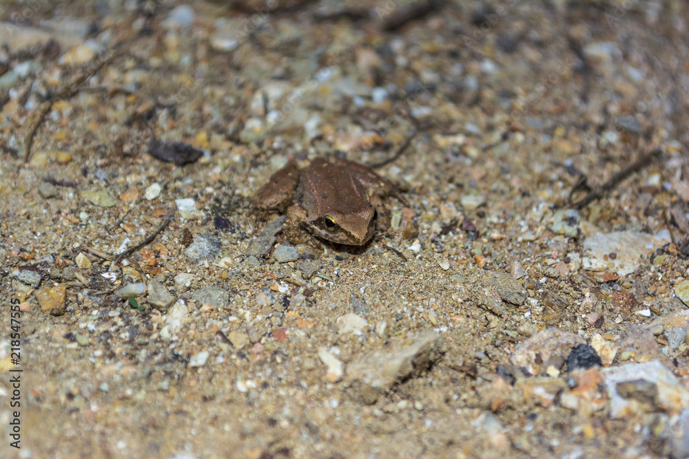 Brown Frog sits on a rock