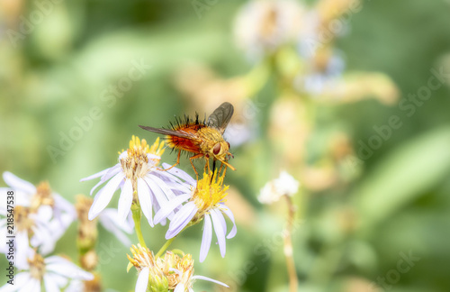Tachinid Fly Perched on a Leafy Stalk in a Alpine Meadow in Colorado