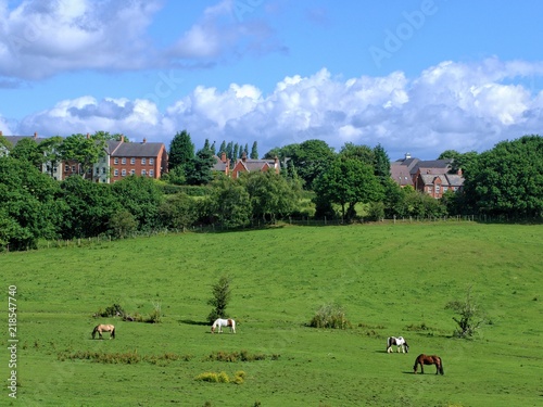 West Bromwich UK, meadow, grass, trees and horses, and clouds on a blue sky. photo