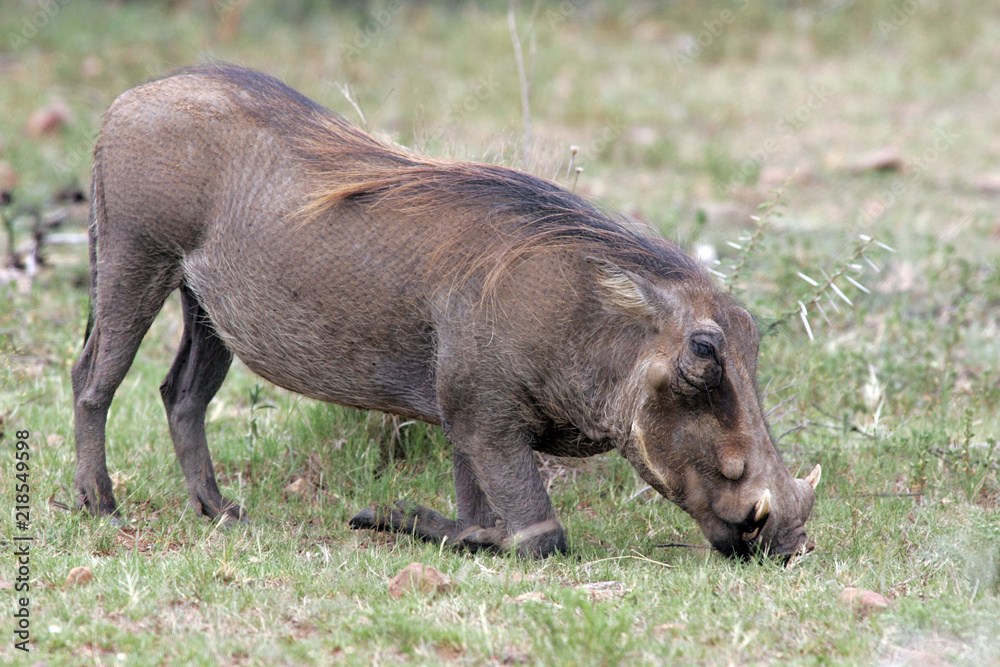 Warthog