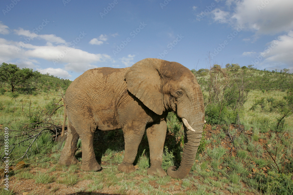 Obraz premium Elephant