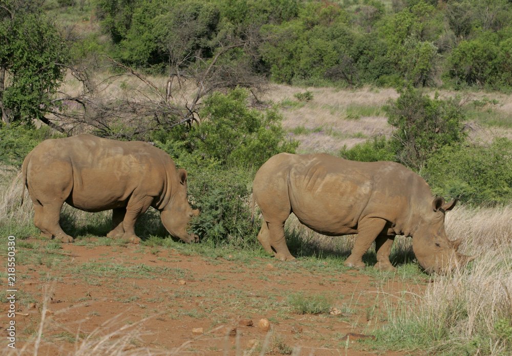 Fototapeta premium Rhinoceres