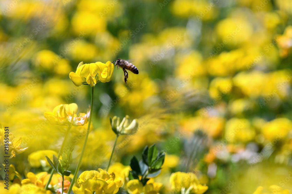 Obraz premium Close-up of a bee collecting pollen in summer