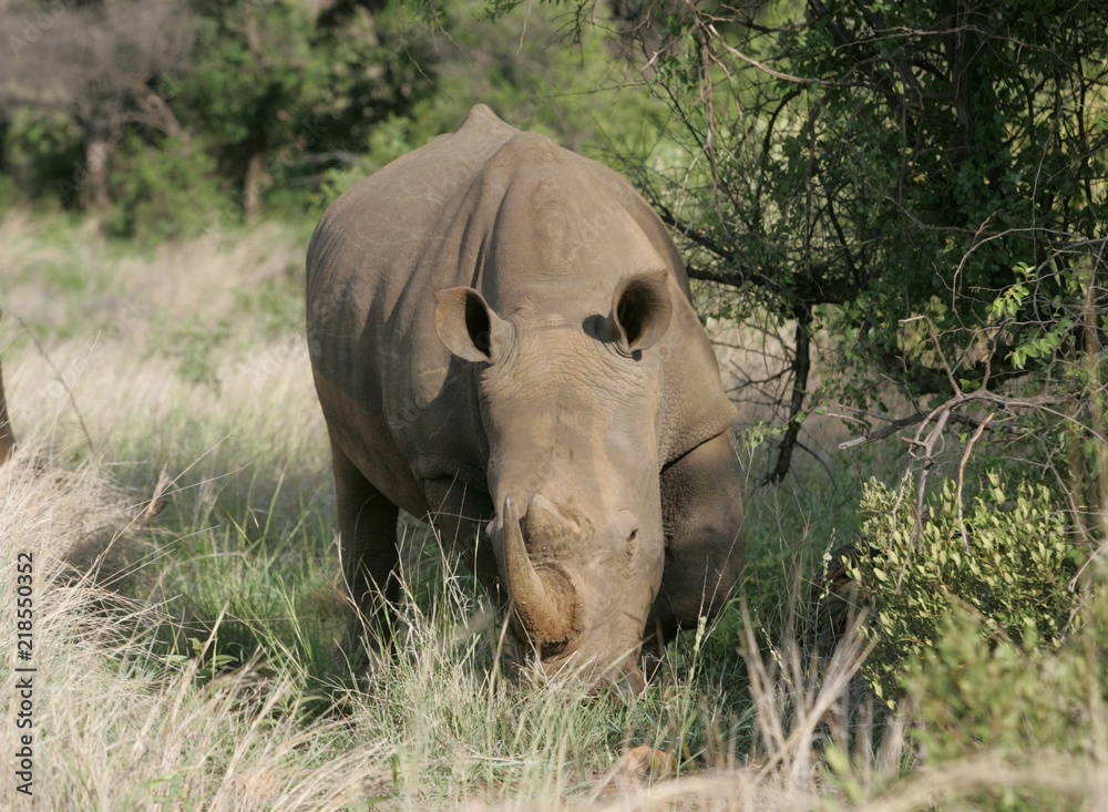 Fototapeta premium Rhinoceres