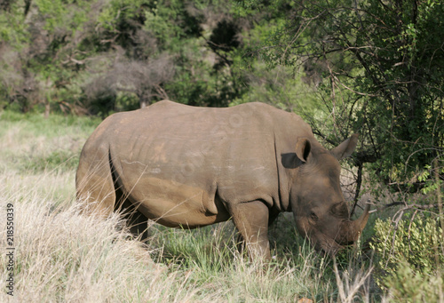Rhinoceres