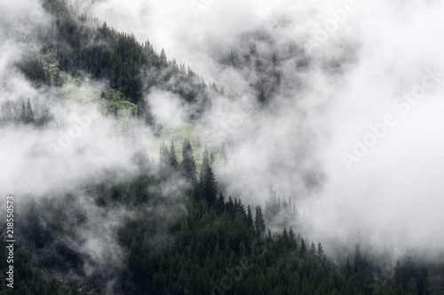Mountain mist rises through evergreen trees after a rainfall