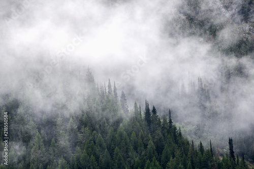 Mountain mist rises through evergreen trees after a rainfall © Tabor Chichakly
