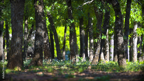 Cross Timbers Oak Forrest in Oklahoma photo