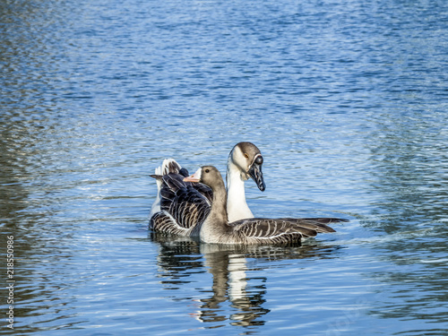 Two Geese swimming in a pond