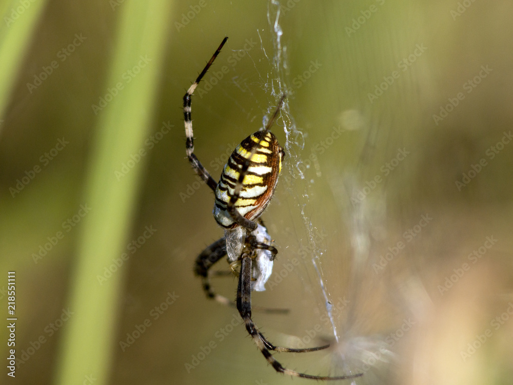 Argiope bruennichi (Argiope bruennichi). StockFoto Adobe Stock