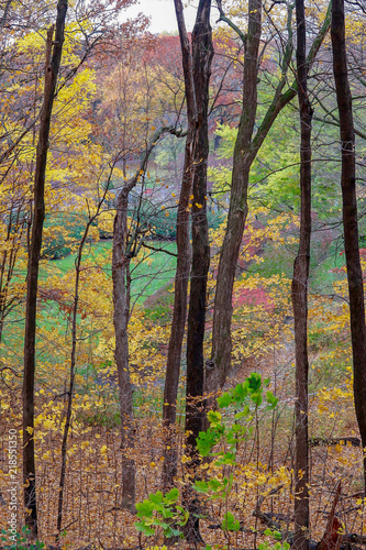 Colorful Autumn scenic landscape in Minnesota with trees and woods 